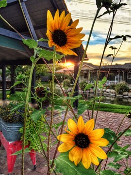 Gardner Village. Photo by Marcus Barrett - Sunflowers at Gardner Village 