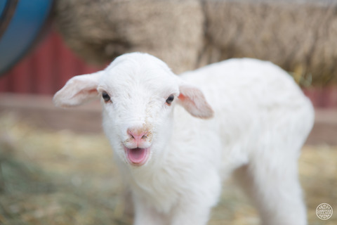 Little Buckaroo Petting Zoo - baby lamb 