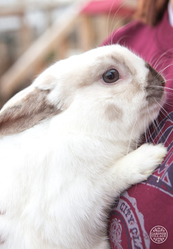 Little Buckaroo Petting Zoo - Utah rescue farm  