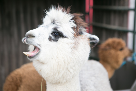 Little Buckaroo Petting Zoo - Petting zoo for utah kids 