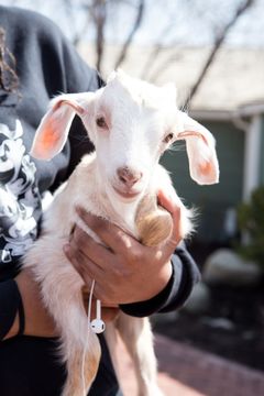 Little Buckaroo Petting Zoo - baby goat at The Farm 