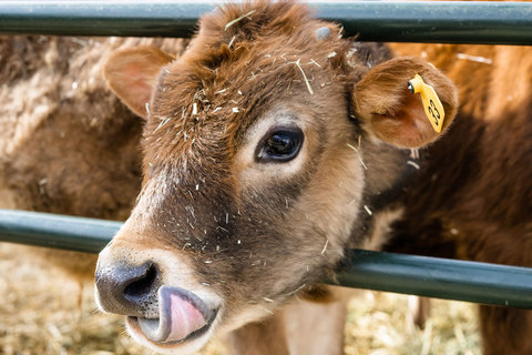 Little Buckaroo Petting Zoo - cow at the petting zoo 