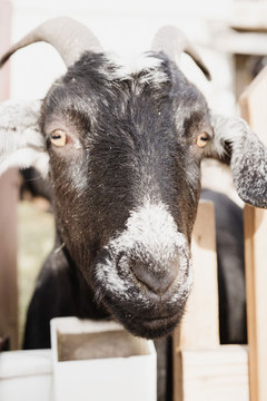 Little Buckaroo Petting Zoo - petting zoo goat 