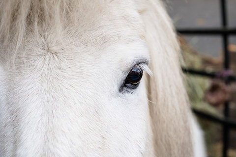 Little Buckaroo Petting Zoo - petting zoo sheep  