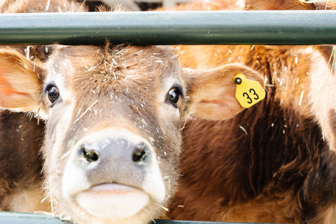 Little Buckaroo Petting Zoo - the cutest cow face on the farm 