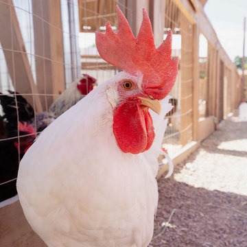 Little Buckaroo Petting Zoo - rooster at petting zoo 