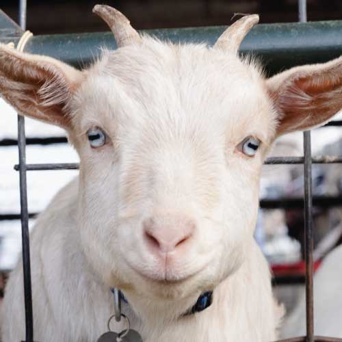 FREE KID FRIDAY <BR>LITTLE BUCKAROO PETTING ZOO