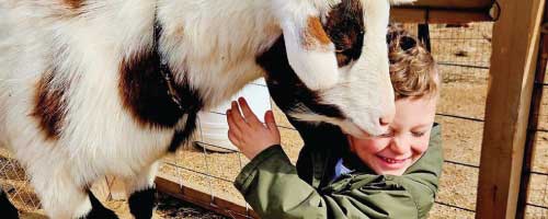 PONY & PETTING ZOO PARTIES <BR>LITTLE BUCKAROO PETTING ZOO