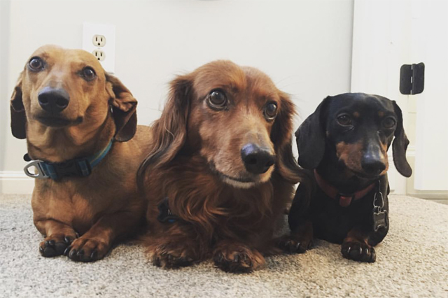 doxies girl