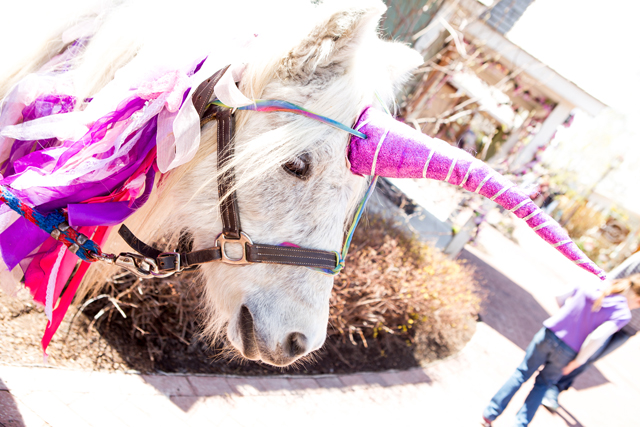 unicorn at the farm