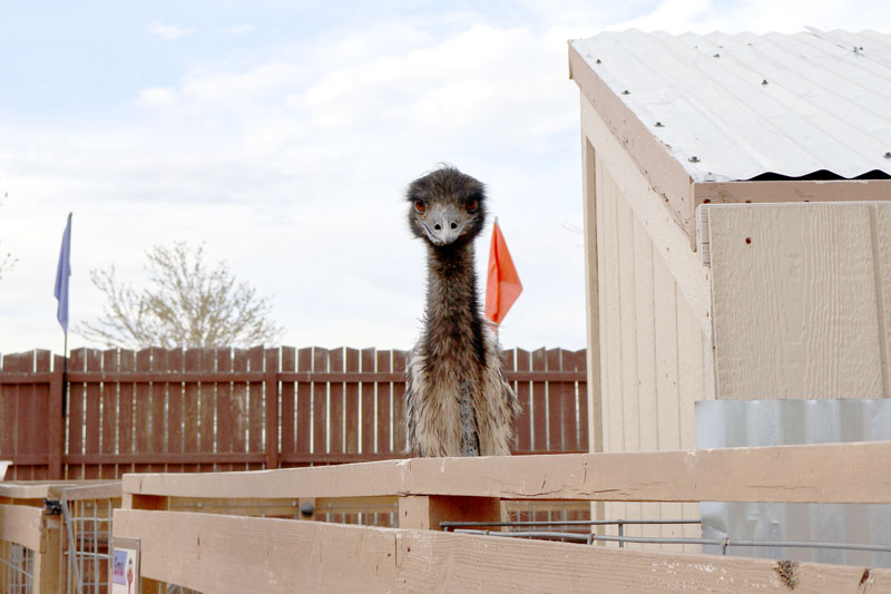 Emu