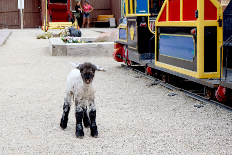 baby lamb