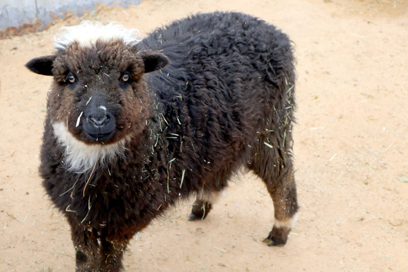 lamb