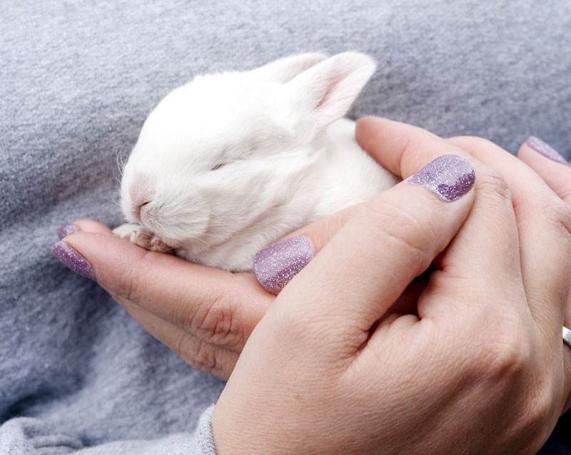 Utah animal rescue