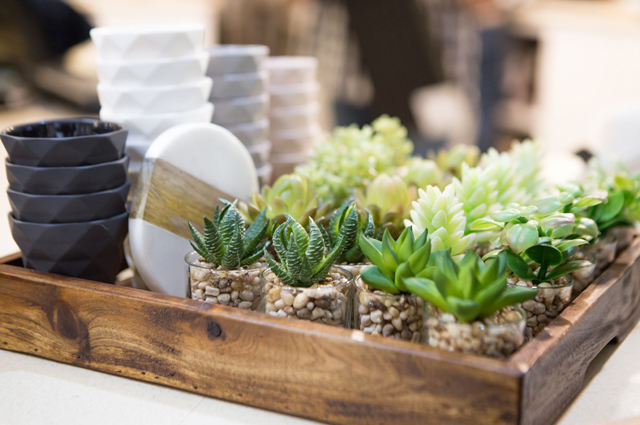mini succulents