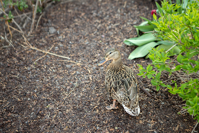 xeriscaping
