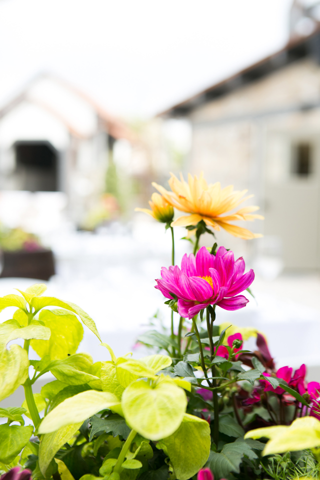fresh flowers 