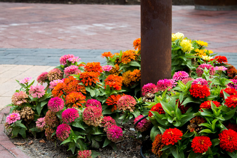 late summer flowers
