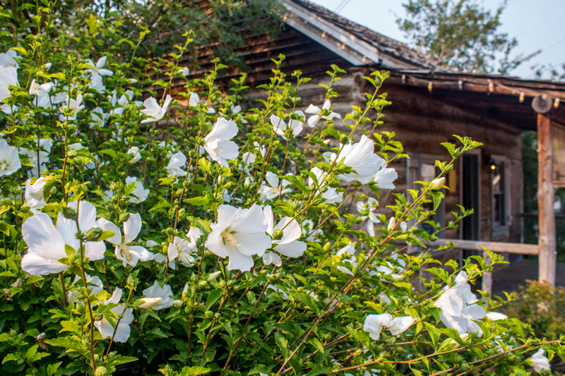 Utah gardens
