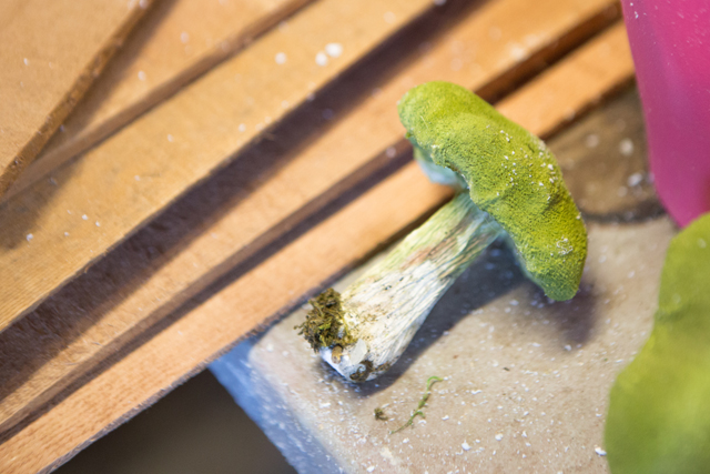 diy fairy garden
